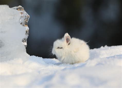 Premium Photo Decorative White Rabbit In The Snow