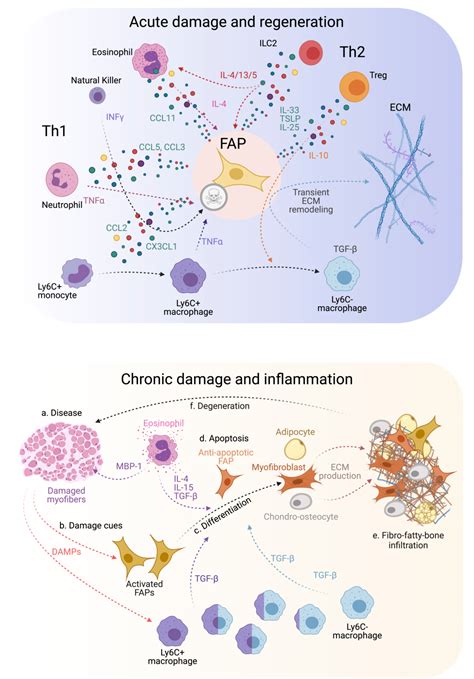 Figure From Evolving Roles Of Muscle Resident Fibro Adipogenic