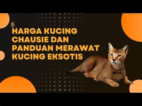 Harga Kucing Chausie Dan Panduan Merawat Kucing Eksotis