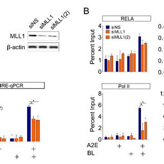 Recruitment of NF κB and effect of MLL1 in HMOX1 gene expression