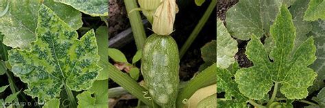 Calabacín y calabaza Virus