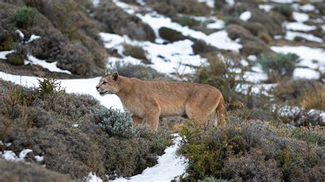 Puma Walking In Mountain Environment Torres Del Paine National Park