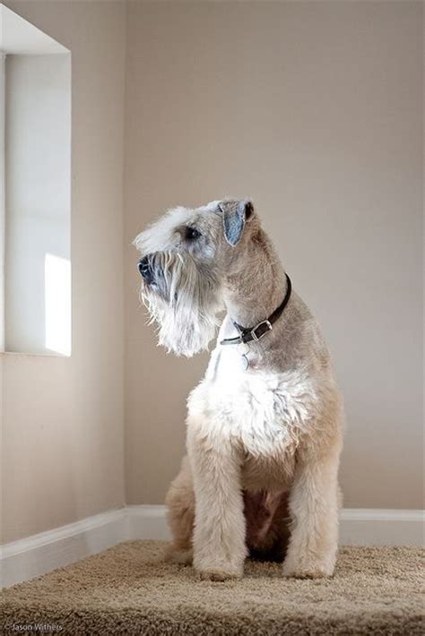 78 best Wheaten Terrier Grooming images on Pinterest | Wheaten terrier, Dog grooming business ...