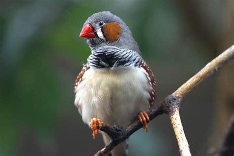 Zebra Finch Bird Heaven Free Photo On Pixabay Pixabay