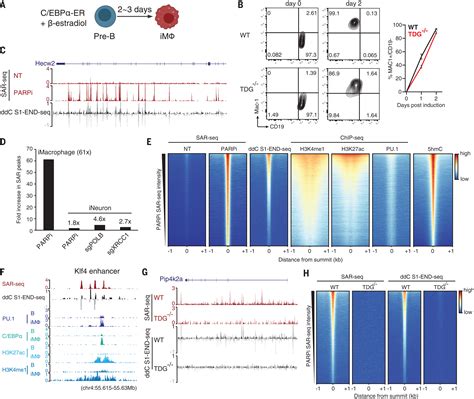 Active Dna Demethylation Promotes Cell Fate Specification And The Dna