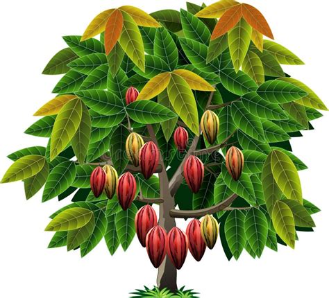 Cacao Tree Stock Illustrations 5050 Cacao Tree Stock Illustrations