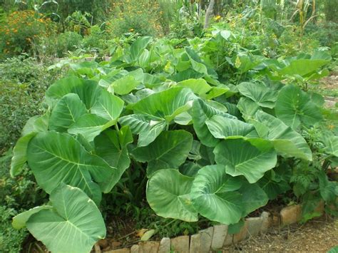 Aprenda Como Fazer Uma Horta Caseira Pancs Paisagismo Casa E Jardim