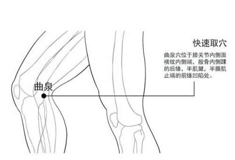 每日一穴：曲泉穴 每日頭條