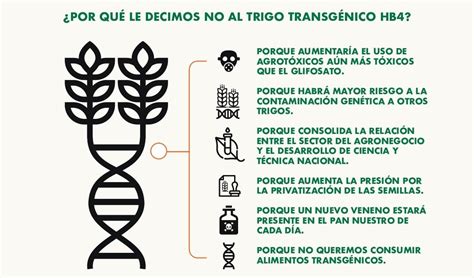 Trigo Hb4 Nuevo Transgénico Nuevo Veneno Desinformémonos