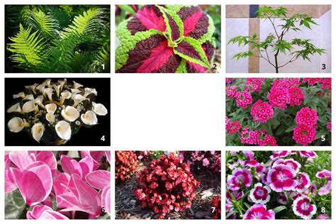 Fotos De Plantas Ornamentales Con Nombres