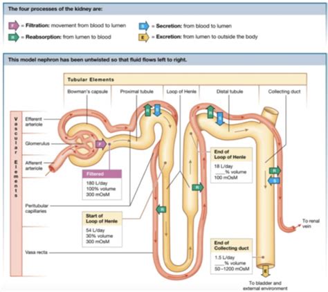 Glomerular Filtration Reabsorption Secretion Mineral Balance