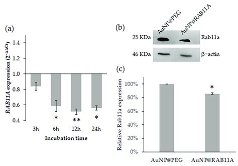 Evaluation Of Silencing Efficacy Of AuNP RAB11A A Time Course Of