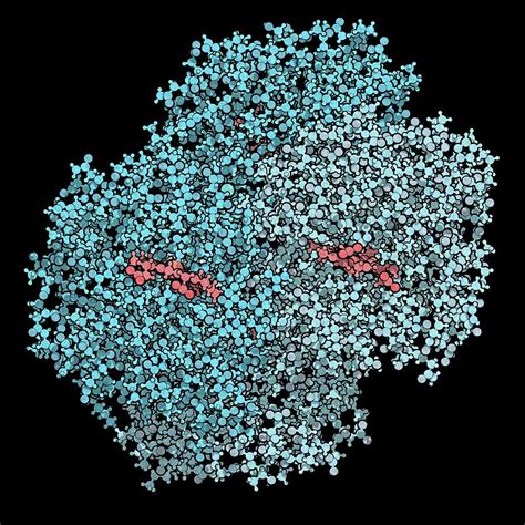 Haemoglobin Protein Molecule By Molekuul Science Photo Library