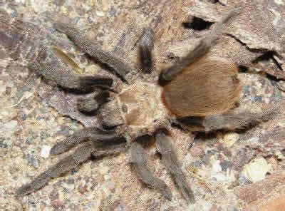 Texas brown tarantula - Alchetron, The Free Social Encyclopedia