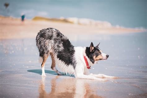 Border Collie Hund Strand Kostenloses Foto Auf Pixabay Pixabay