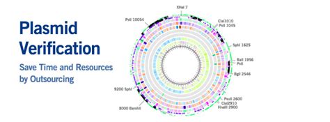 Plasmid Verification Services | Eurofins Genomics US