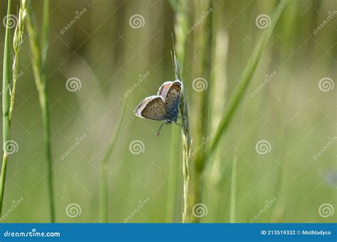 Pequena Borboleta Azul Comum Se Aproxima Da Natureza Foto De Stock