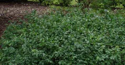 Euonymus Fortunei Dart S Blanket Kardinaalsmuts Bloemenpark Appeltern