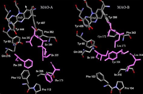 Substrateinhibitor Binding Sites Of Mao A Left And Mao B Right