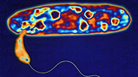 Las Bacterias Depredadoras Son Nuestra Mejor Esperanza En La Lucha