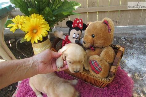 Golden Retriever Puppies Austin For Sale Puppies Pict