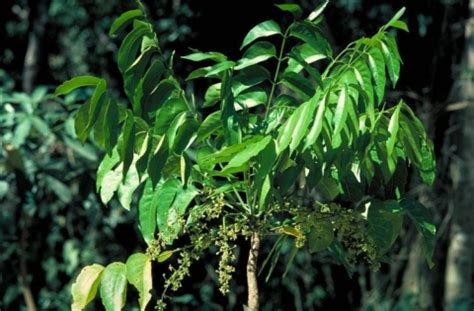 Ailanthus Integrifolia Useful Tropical Plants