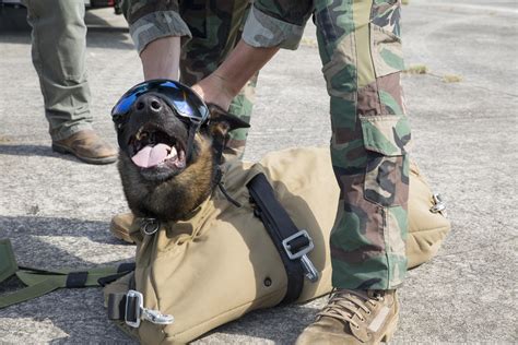 A Multi-Purpose Canine handler with U.S. Marine Corps Forces, Special ...