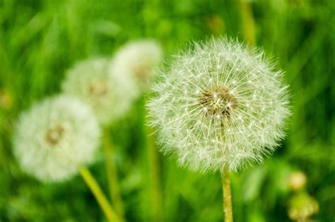 Download Nature Dandelion 4k Ultra HD Wallpaper