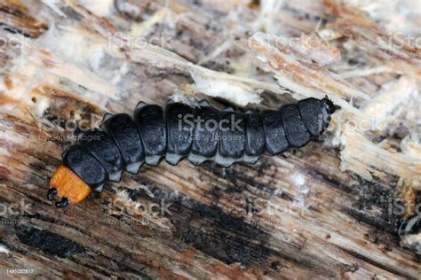 Lygistopterus Sanguineus Larva Larvae On Wood Netwinged Beetles In The