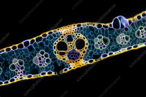 Maize Zea Mays Leaf Light Micrograph Stock Image C057 6679