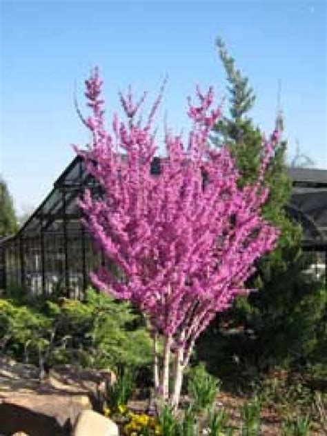 Chinesischer Judasbaum Avondale Mehrstämmig Cercis Chinensis Avondale