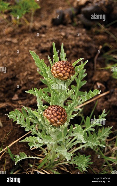 Flower Buds Rhaponticum Uniflorum Lake Baikal Siberia Russia June