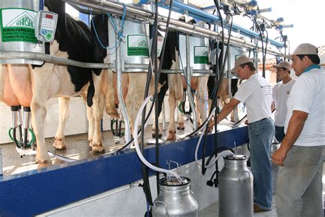 Pre O Do Leite Pago Ao Produtor Em Mato Grosso Aumenta Capta O