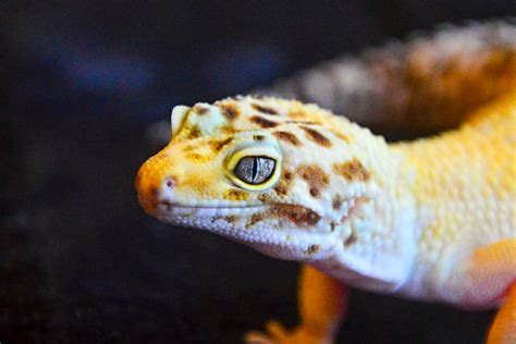 Leopard Gecko Eye Infection: Causes, Symptoms, and Treatment