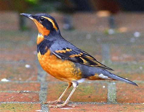 Birding Birding In The Pacific Northwest The Daily Courier