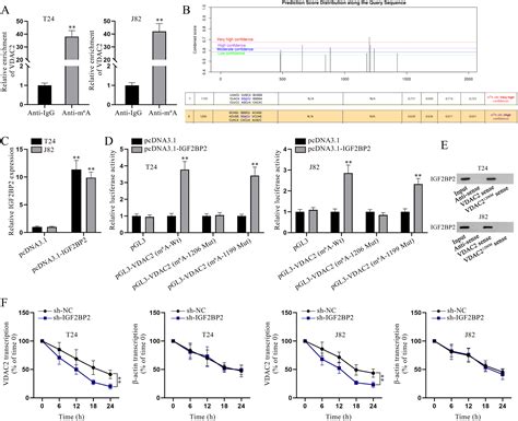 Sh Bp As Igf Bp Vdac Axis Promotes The Apoptosis And Ferroptosis Of