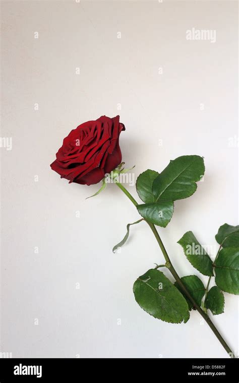 Long Stemmed Red Rose Stock Photo Alamy