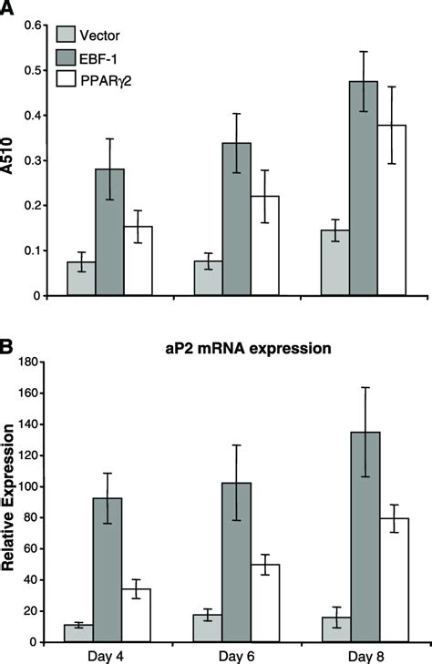 EBF 1 Stimulates The Differentiation Of 3T3 L1 Preadipocytes In The