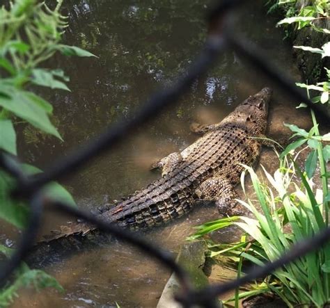 Gembira Loka Zoo Tiket Masuk 2023 And Info Wisata Terbaru