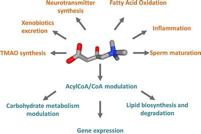 Frontiers Carnitine Traffic In Cells Link With Cancer