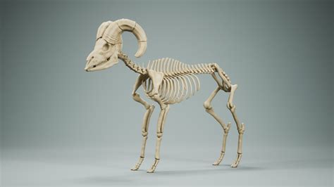 Sheep Skeleton