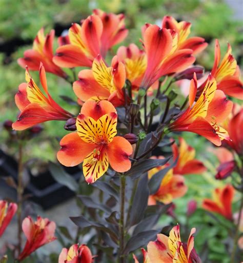 Edelweiss Perennials Alstroemeria Indian Summer