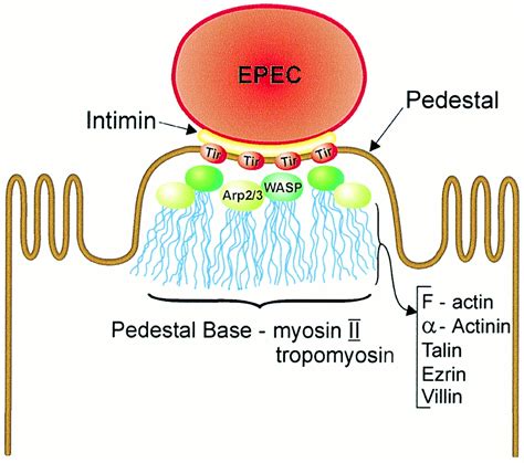 Exploitation Of Host Cells By Enteropathogenic Escherichia Coli Pnas