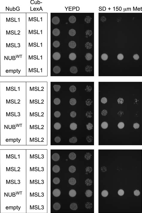 Mating‐based Split‐ubiquitin Assay Growth Of Diploids Transformed With Download Scientific