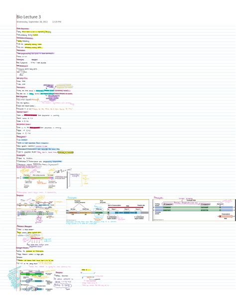 MRNA - mRNA transcription and translation - BIO 150 - Studocu