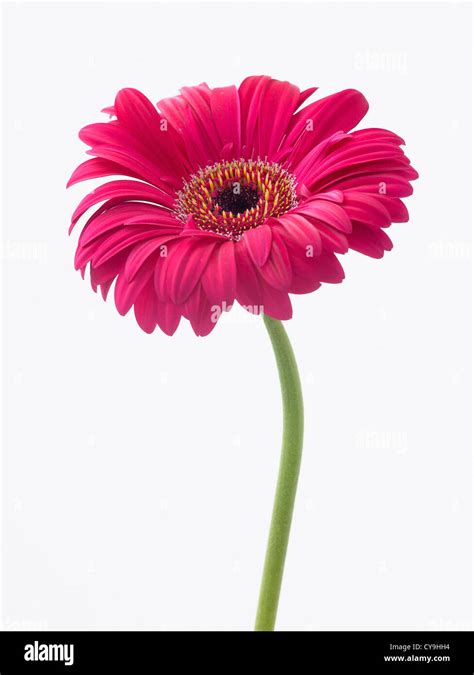 Single flower white background hi-res stock photography and images - Alamy