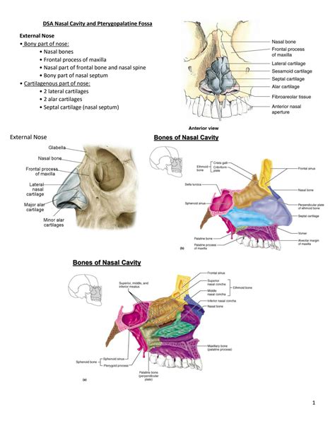 Solution Nasal Cavity And Pterygopalatine Fossa Neuroectoderm Kcu