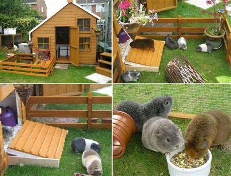 Guinea Pig Bungalow Guinea Pig Run Guinea Pigs Guinea Pig House