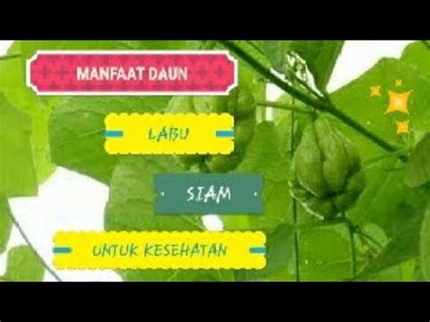 Manfaat Daun Labu Siam Untuk Kesehatan Rwskesehatan Youtube