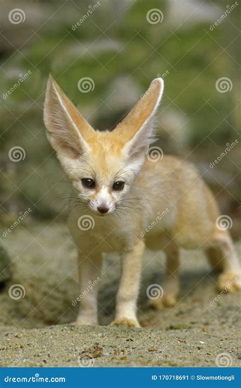 Fennec Fennecus Zerda Stock Image Image Of Animal Carnivore 170718691